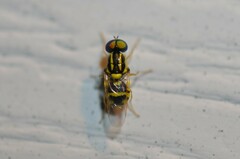 Oxycera variegata