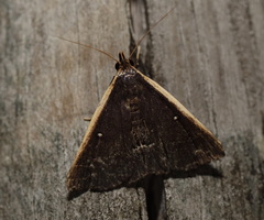 Adrapsa ablualis