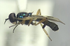 Actina viridis