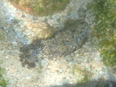 Holothuria inornata