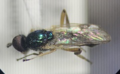Actina viridis
