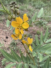 Senna scabriuscula
