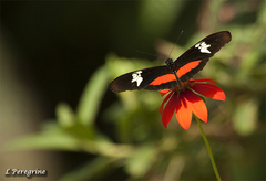 Heliconius hortense