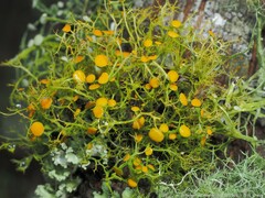 Teloschistes exilis