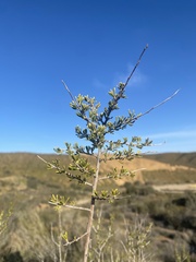 Adenostoma fasciculatum