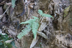 Dicranopteris pedata