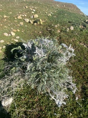 Astragalus oxyphysus