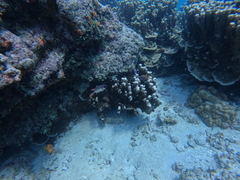 Neoniphon opercularis