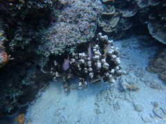 Neoniphon opercularis