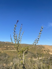 Adenostoma fasciculatum