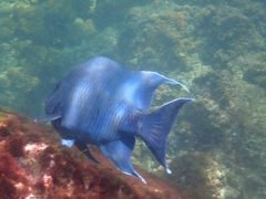 Microspathodon dorsalis