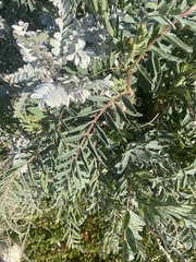 Astragalus oxyphysus