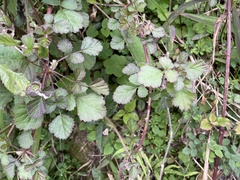 Rubus parvifolius