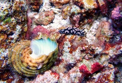 Phyllidiella pustulosa