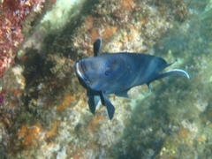 Microspathodon dorsalis