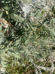 Astragalus oxyphysus