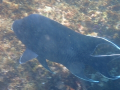 Microspathodon dorsalis