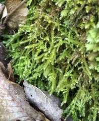 Eurhynchium
