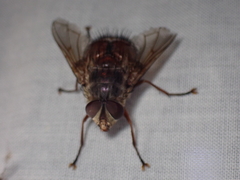 Rutilia