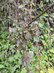 Rubus parvifolius