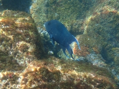 Microspathodon dorsalis