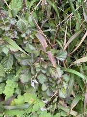 Rubus parvifolius