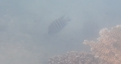 Abudefduf bengalensis