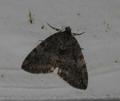 Hydriomena nubilofasciata