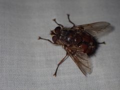 Rutilia