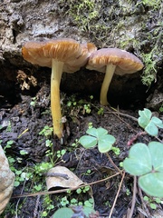 Pluteus romellii