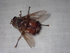 Rutilia