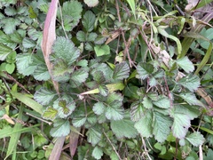 Rubus parvifolius