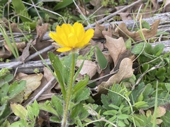 Ranunculus macranthus