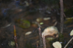 Mortonagrion arthuri