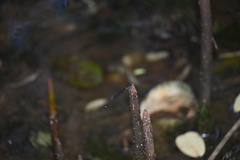 Mortonagrion arthuri