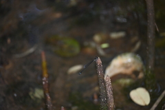 Mortonagrion arthuri