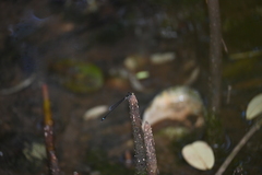 Mortonagrion arthuri