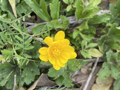 Ranunculus macranthus