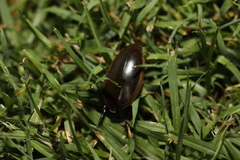 Cybister tripunctatus