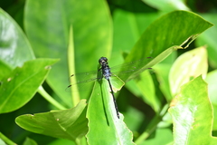 Pornothemis starrei
