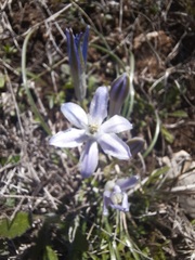 Androstephium coeruleum