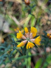 Pultenaea retusa