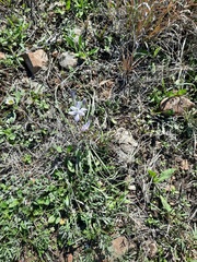 Androstephium coeruleum