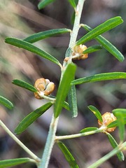 Pultenaea retusa