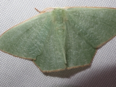 Pelagodes subquadraria