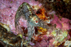 Heteropenaeus longimanus