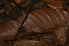 Hypospila