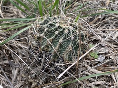 Hamatocactus setispinus