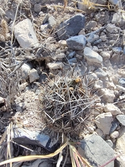 Ancistrocactus scheeri