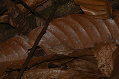 Hypospila